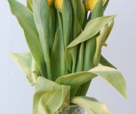 photo_yellow tulips
